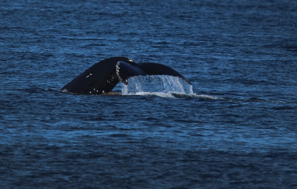 En valstjärt slår vattenytan i Nuuk utanför Grönland i somras. (Photo: Joe Raedle/Getty Images)