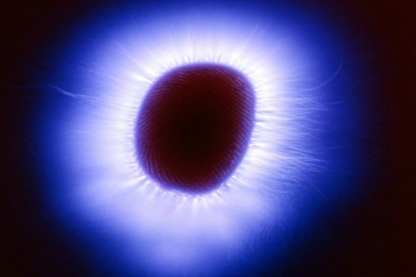 En bild på auran runt en persons finger med hjälp av Kirlianmetoden. (Foto: Shutterstock)
