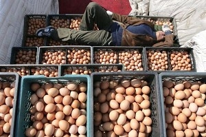 En arbetare sover på trälådor med ägg vid en hönsgård och äggmarknad i Peking, Kina. Flera stora mediakanaler i Korea har rapporterat om processen för att tillverka konstgjorda ägg som används i Kina. Något som skapat panik och stor oro hos koreanerna. (Foto: China Photos/Getty Images)