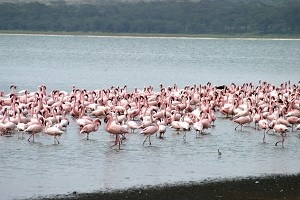 Mindre flamingoer ses ofta flockas längs stranden till sjön Bogoria i Kenya. Flamingoerna lider av undernäring på grund av låg halt av en slags alg, som är den huvudsakliga födan för flamingoer, till följd av mycket regn nyligen. (Foto: Earthwatch)