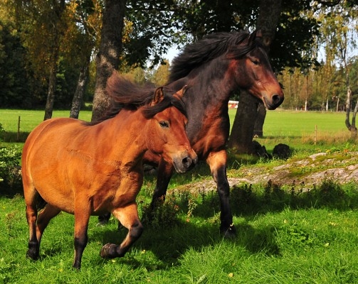 Gotlandsrusset Fröding och Nordsvensken Lina vid Hagets Lantrasgård på östgötska landsbygden intill sjön Boren utanför Motala. Den nordsvenska hästen är på väg att utrotas på grund av att det föds alldeles för få föl. (Foto: Hagets lantrasgård)