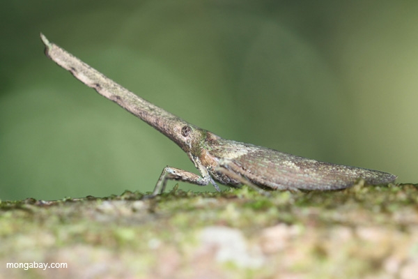 Underliga insekter i nationalparken Manu i Peru. En ny studie visar att både omfattning och mångfald i växt- och djurlivet är större i naturskyddsområden, även för leddjur. (Foto: Rhett A. Butler)
