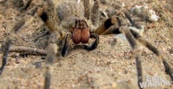 Foto: Bild på spindeln. (Screenshot/YouTube)