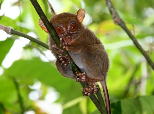 Det filippinska spökdjuret, Tarsius syrichta, har studerats med anledning av deras ultraljudskommunikation. (Foto:  Nathaniel Dominy)
