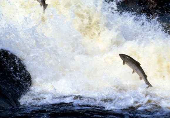 I princip all vild lax i Östersjön kommer från svenska älvar. Genom att skydda vildlaxen kan bestånden stärkas och en regionalt viktigt fisketurism utvecklas, hävdar Sportfiskarna. (Foto: Rolf Nyström)