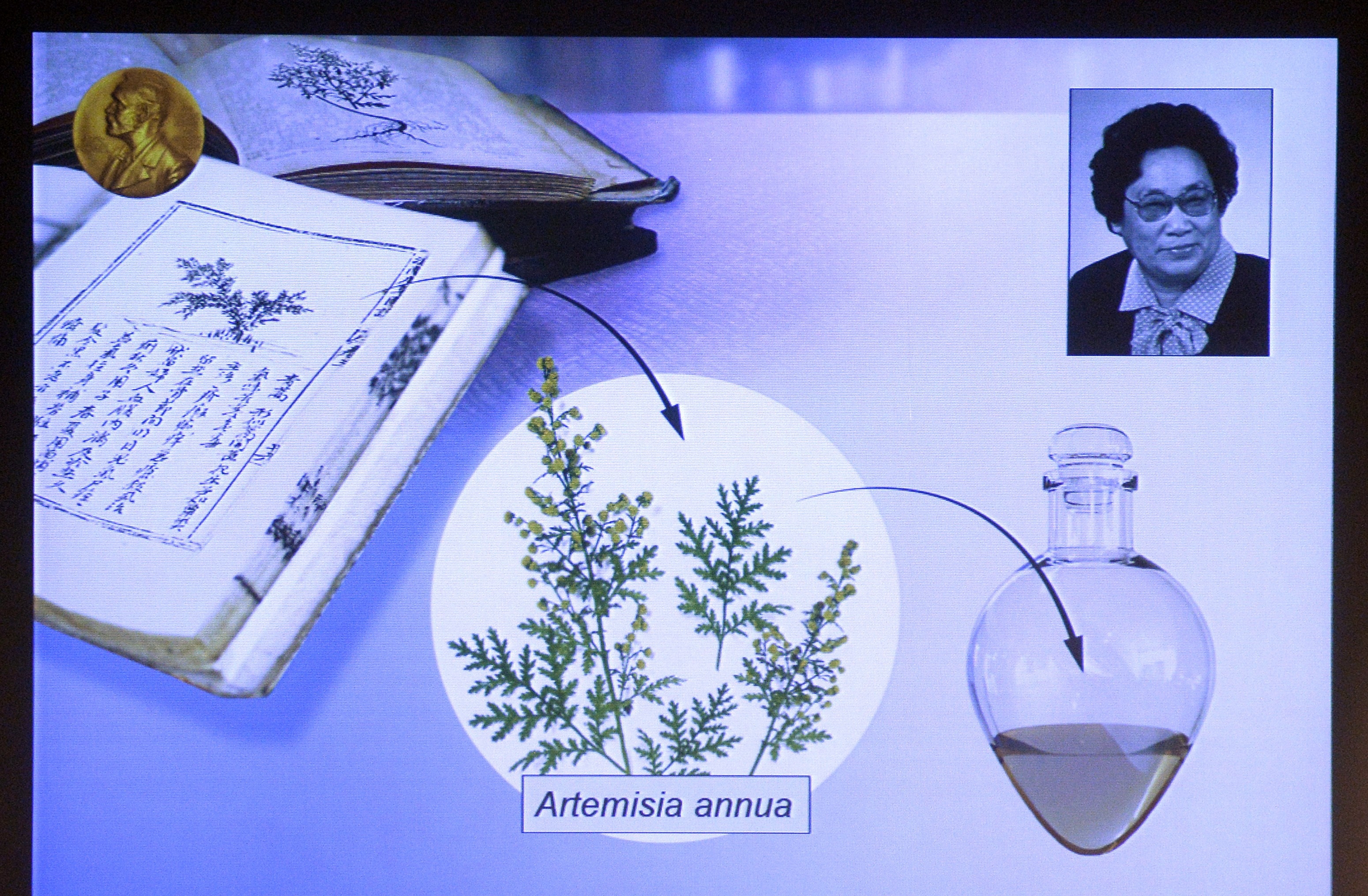 Ett porträtt av Nobelpristagaren Youyou Tu och en illustration som beskriver hennes åstadkommande med sommarmalörten. Tus malariamedicin är historiens mest effektiva. (Foto: Jonathan Nackstrand/ Getty Images)