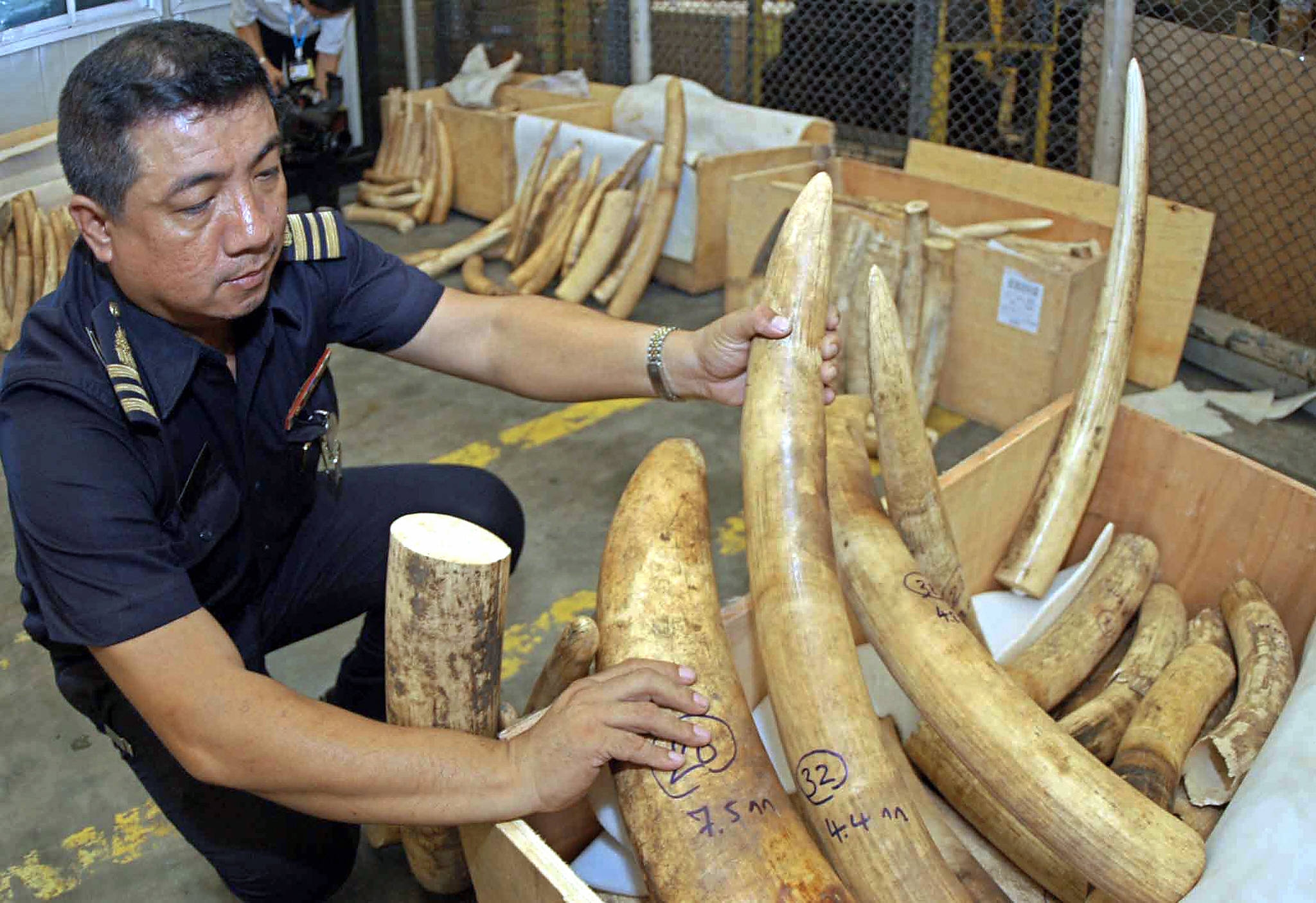 En thailändsk tulltjänsteman inspekterar smugglat elfenben på flygplatsen i Bangkok. (Foto: AFP/Getty Images)