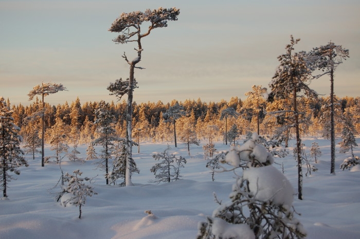 "I det mosaikartade landskapet finns många viktiga naturskogsstrukturer som exempelvis bryn, öppna vattenspeglar och solbelysta tallar." Länsstyrelsen Västerbotten har beskrivit en del av naturvärdena som de vill bevara i Rödstensbacken som beviljades status som naturreservat i december 2015. (Foto: Per Nihlén /Länsstyrelsen Västerbotten)