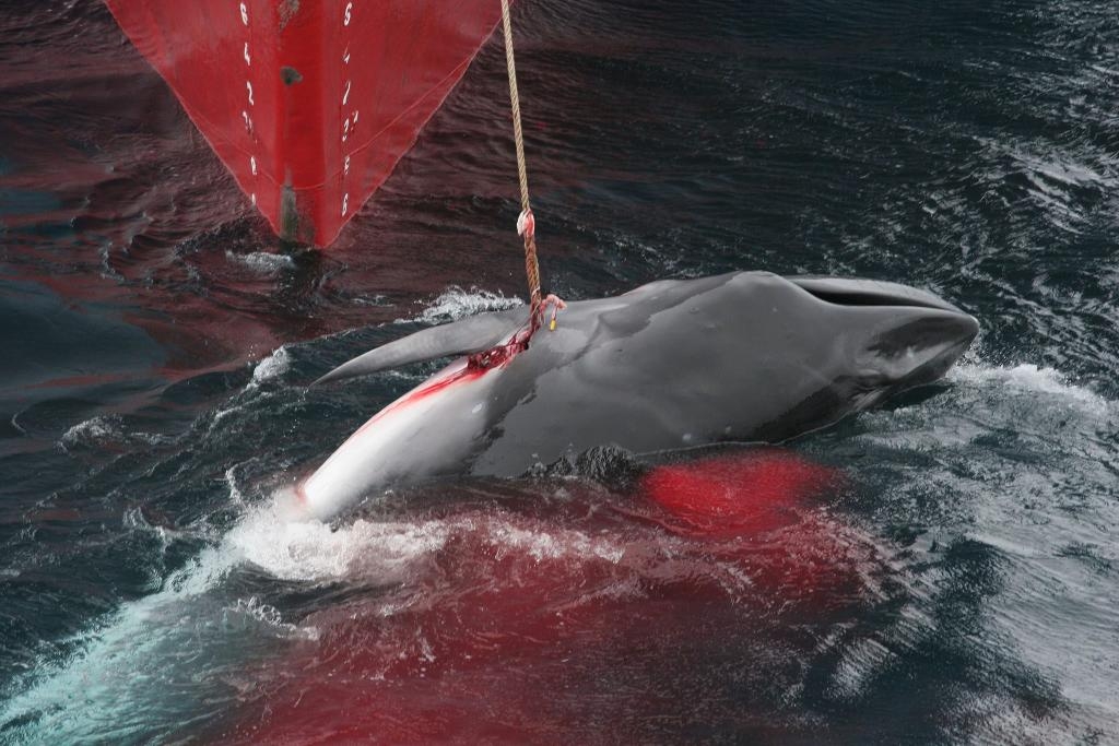 
Bild från ett japanskt fartyg som jagar vikval mellan Antarktis och Tasmanien. (Foto: Jeremy Sutton-Hibbert/ Greenpeace/ TT-arkivbild)
