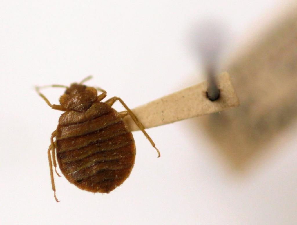 Vägglusen har blivit ett allt större problem för fastighetsägare och hyresgäster. (Foto: Carolyn Kaster/AP/TT-arkivbild)