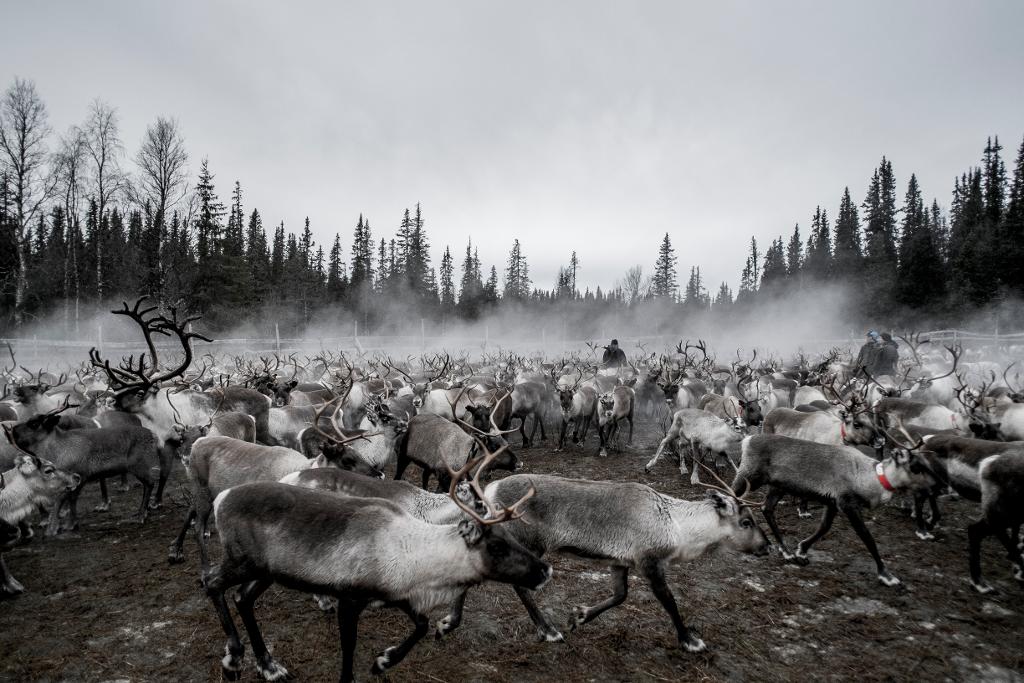 Svensk rennäring kommer under lång tid att påverkas av Tjernobylkatastrofen - trots att 30 år gått sedan kärnkraftsolyckan. (Foto: Magnus Hjalmarson Neideman / SvD / TT)