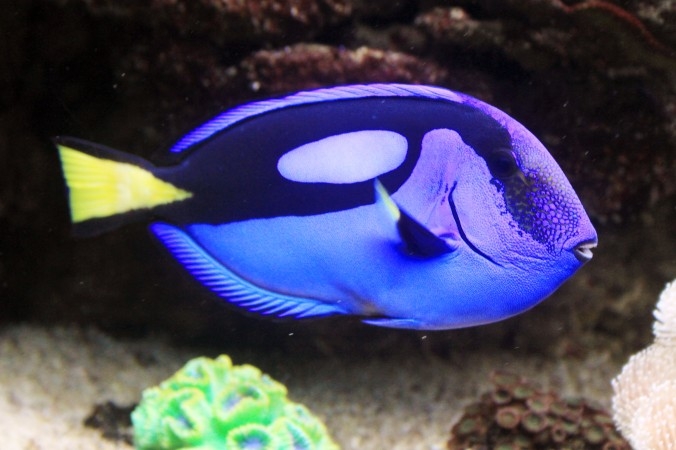 Palettkirurgen, tillhörande clownfiskarten kirurgfiskar, i ett akvarium i ”Sea World” i Prag. (Foto: Karelj/CC BY-SA 3.0)
