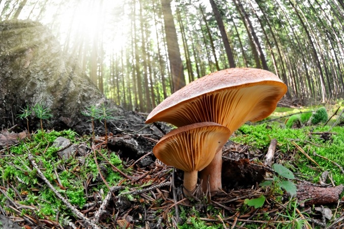 (Foto: Vaclav Volrab /Shutterstock)