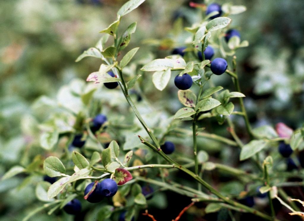 Allt pekar på att det blir rekordmycket blåbär i de svenska skogarna i år. (Foto: Janerik Henriksson /TT-arkivbild)