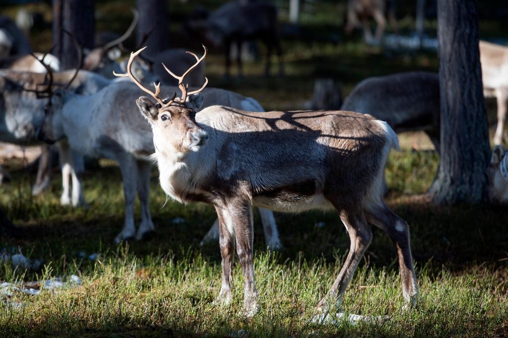 Vindkraften påverkar rennäringen i Västernorrland och Jämtland. (Foto: Henrik Montgomery /TT-arkivbild)