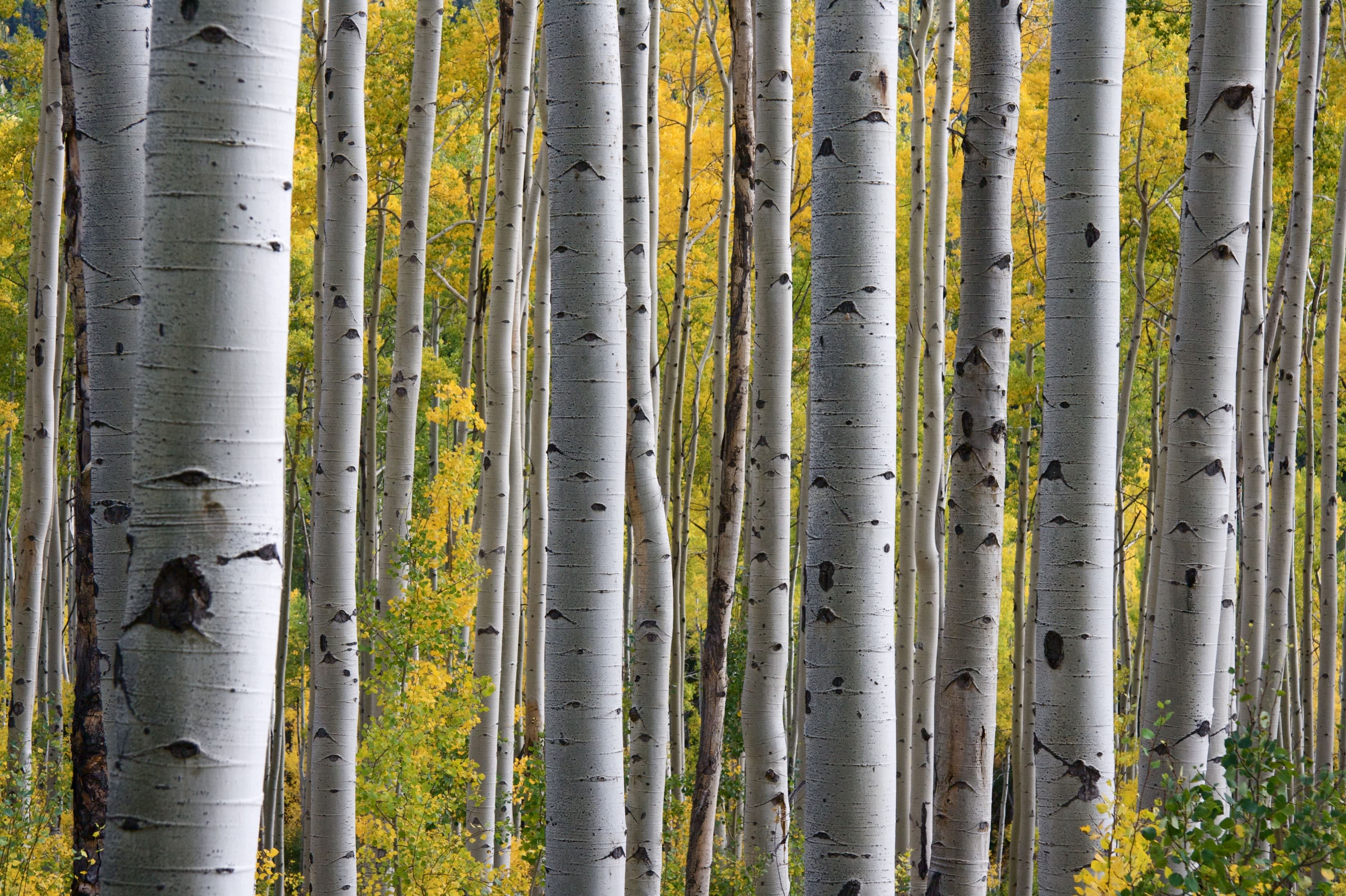 En stad enligt Cradle to Cradle har samma funktioner som en skog. (Foto: John Price/ Unsplash)