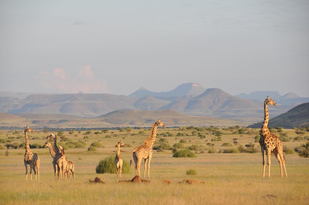 En hjord av sydliga giraffer i nordvästra Namibia. En ny studie visar att det finns fyra arter av giraffer i Afrika, inte bara en som man tidigare trott. (Foto: Julian Fennessy)