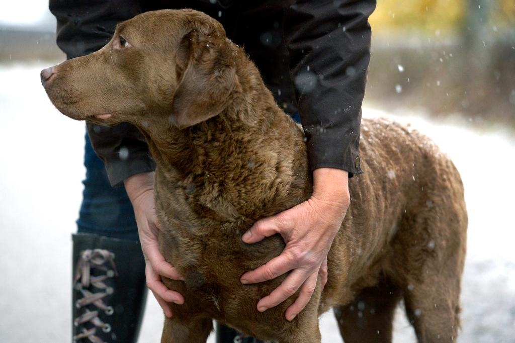 En hund i klassen kan få elever att bättre orka med sin skoldag. (Foto: Janerik Henriksson / TT)