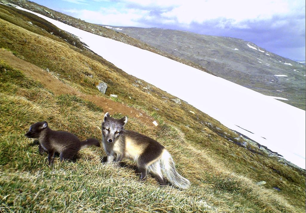 
Fjällräv i en arkivbild från 2010 då det för första gången på 16 år föddes en fjällräv i det fria norska Dovre. (Foto: Avelsprogrammet Nina/NTB Scanpix/TT-arkivbild)