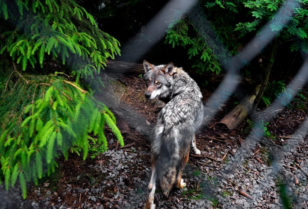 En kvinnlig skötare dödades av vargar på Kolmårdens djurpark 2012. På fredagen inleddes rättegången där Kolmården och en tidigare chef står åtalade för arbetsmiljöbrott och vållande till annans död. (Foto: Tomas Oneborg / SvD / TT-arkivbild)