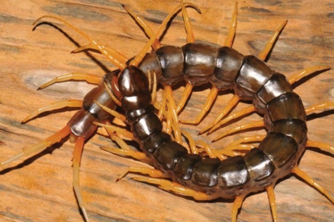 Den simmande skolopendern , som hittats i Thailand och Laos. (Foto: Warut Siriwut et al/ZooKeys)