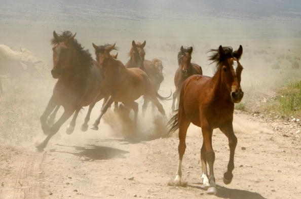 Vildhästar i Nevada, USA. Framtiden för landets vildhästar är oviss. (Foto: Justin Sullivan/Getty Images)