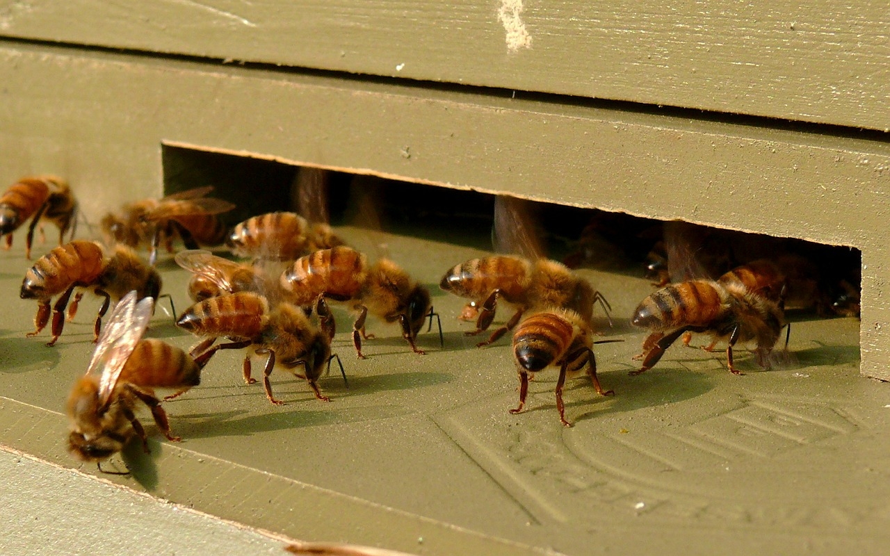 I South Carolina, USA har miljontals bin dött sedan man besprutat mot  zikavirus. (Foto: Pixabay)