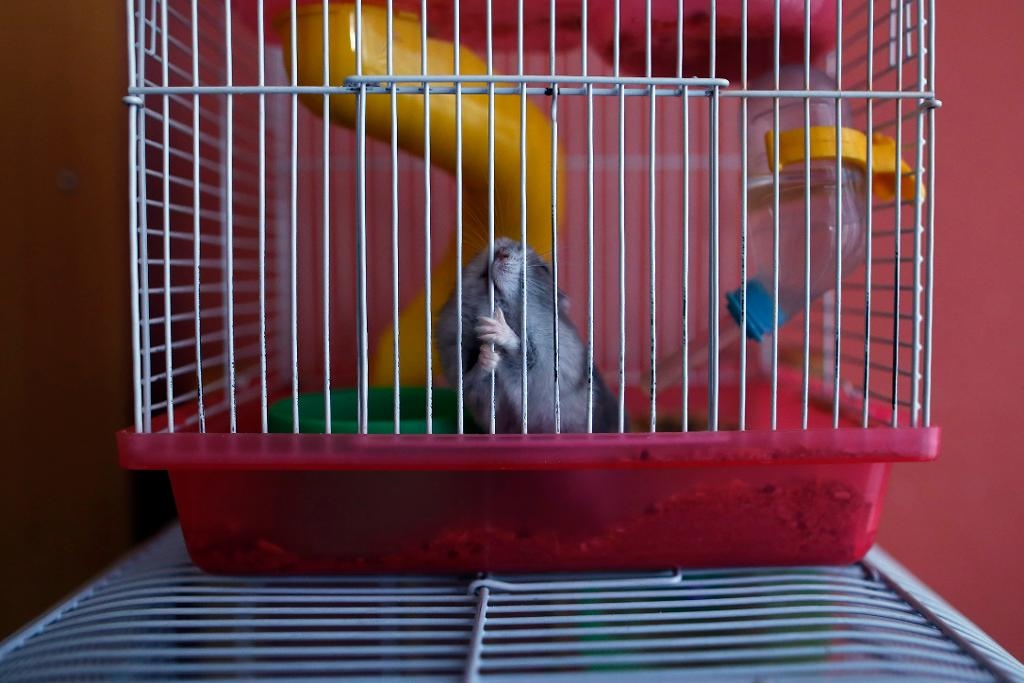 En hamsterägare anmäler en veterinär till ARN. (Foto: Andres Kudacki - arkivbild)