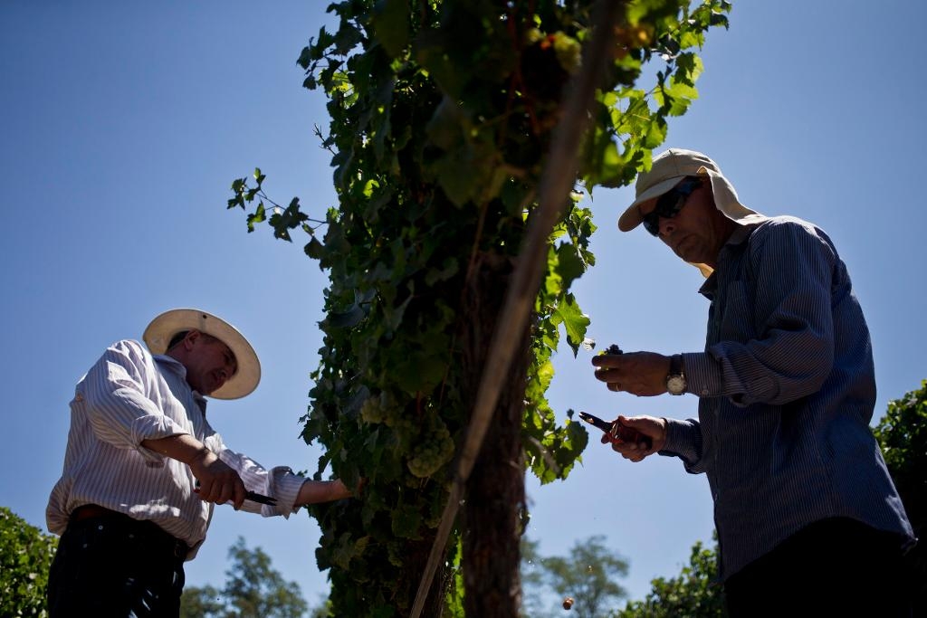 Vingårdsarbetare i södra Chile, där produktionen minskar till följd av dåliga skördar. (Foto: Esteban Felix/AP/TT)