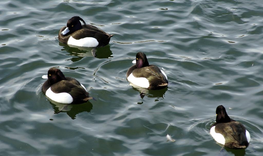 Fågelinfluensa har konstaterats bland en grupp viggar i Danmark. (Foto: Hasse Holmberg-arkivbild)