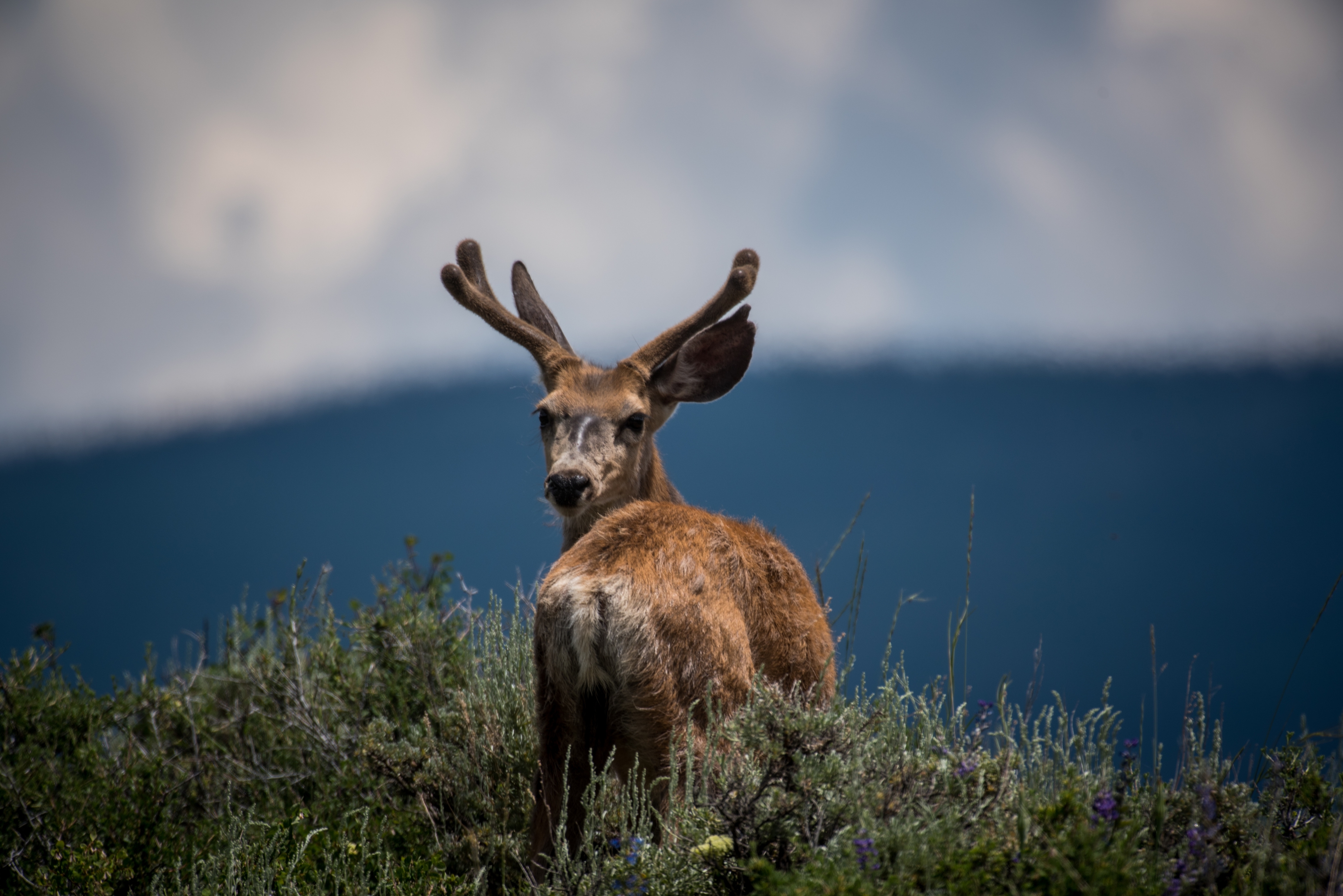 (Foto: Nathan Anderson/Unsplash)