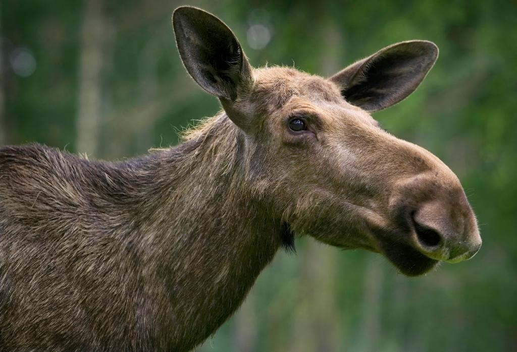 En ilsken älg har under morgonen jagat elever vid Grycksboskolan i Falun. (Foto: Claudio Bresciani /TT- arkivbild)