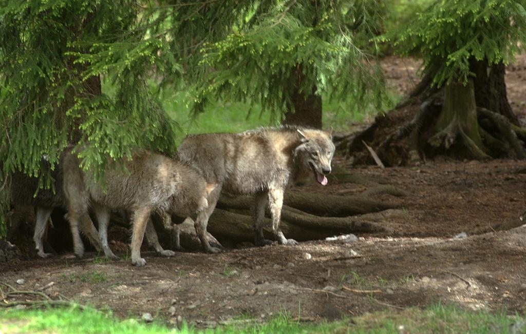 Vargar på Kolmårdens Djurpark. Arkivbild. (Foto:
Fredrik Sandberg / TT)