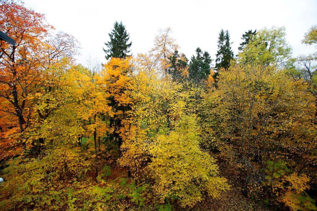 Skogen växer så det knakar i Sverige. Barrträd är fortsatt vanligast men även planteringen av lövträd ökar. (Foto: Åserud, Lise)