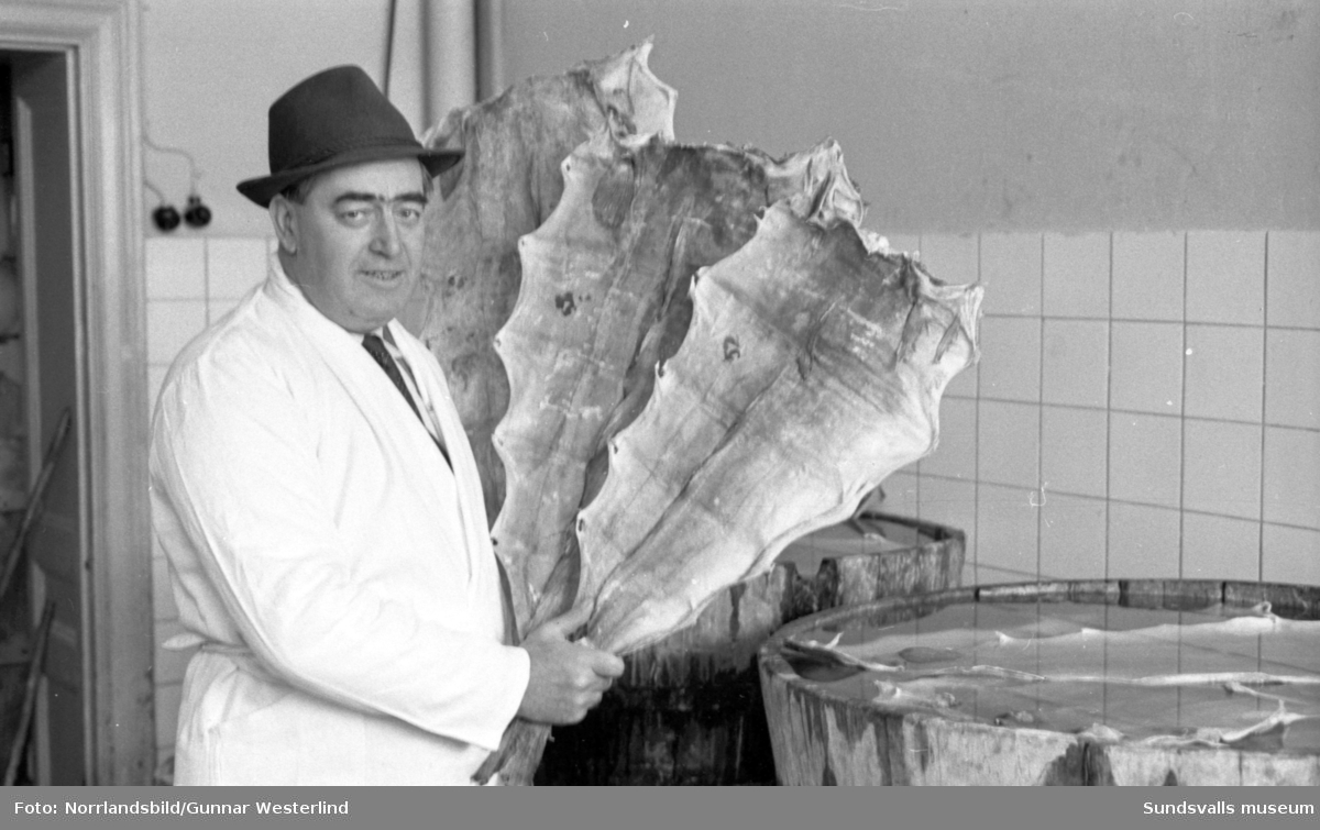 Fiskhandlare Tycko Broman har fullt upp med lutfisken. (Foto: Norrlandsbild/ Gunnar Westerlind,/ Sundsvalls museum)