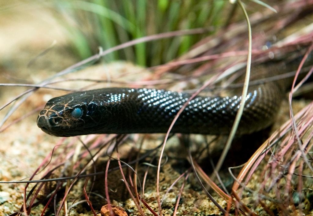 Inlandstaipanen är världens giftigaste orm. (Foto: Adam Ihse/TT- arkivbild)