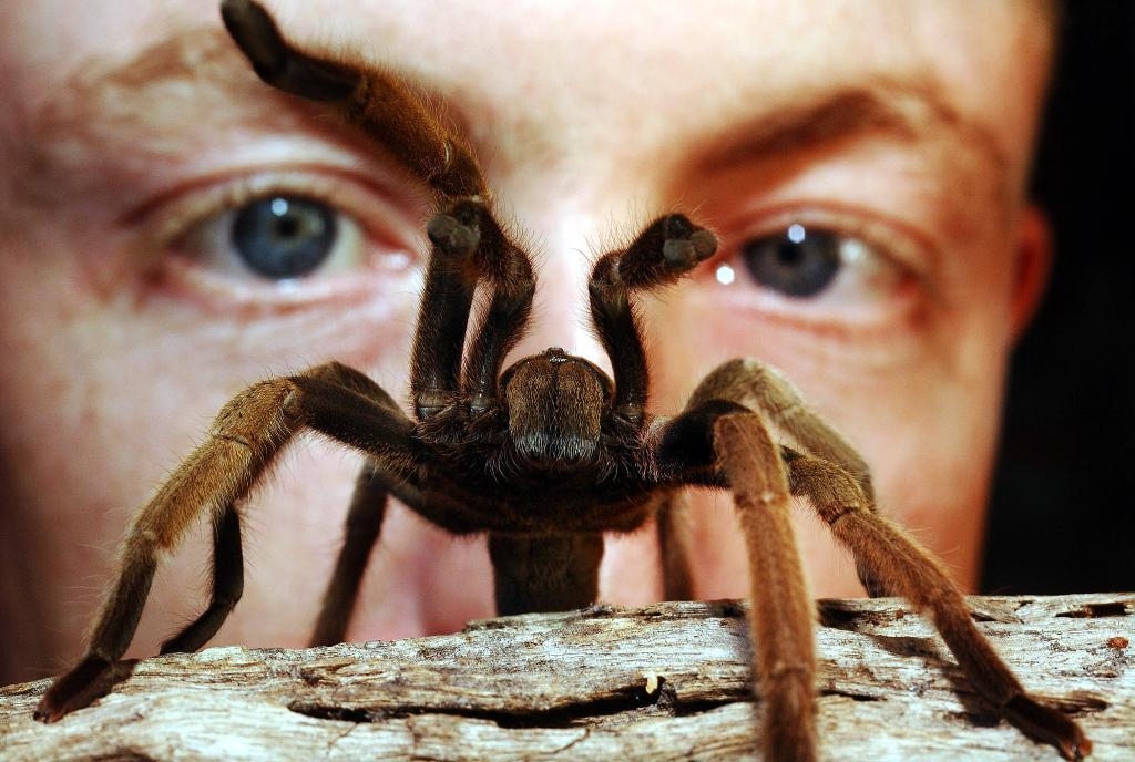 En man betraktar en australisk vargspindel. (Foto: Brian Cassey/AP/TT)