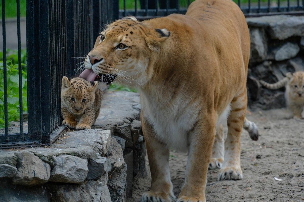 Ligern Zeta med sin unge Eva – en liliger (en hybrid av en ligerhona och en lejonhane) – i Novosibirsks djurpark. Foto: Ilnar Salakhiev