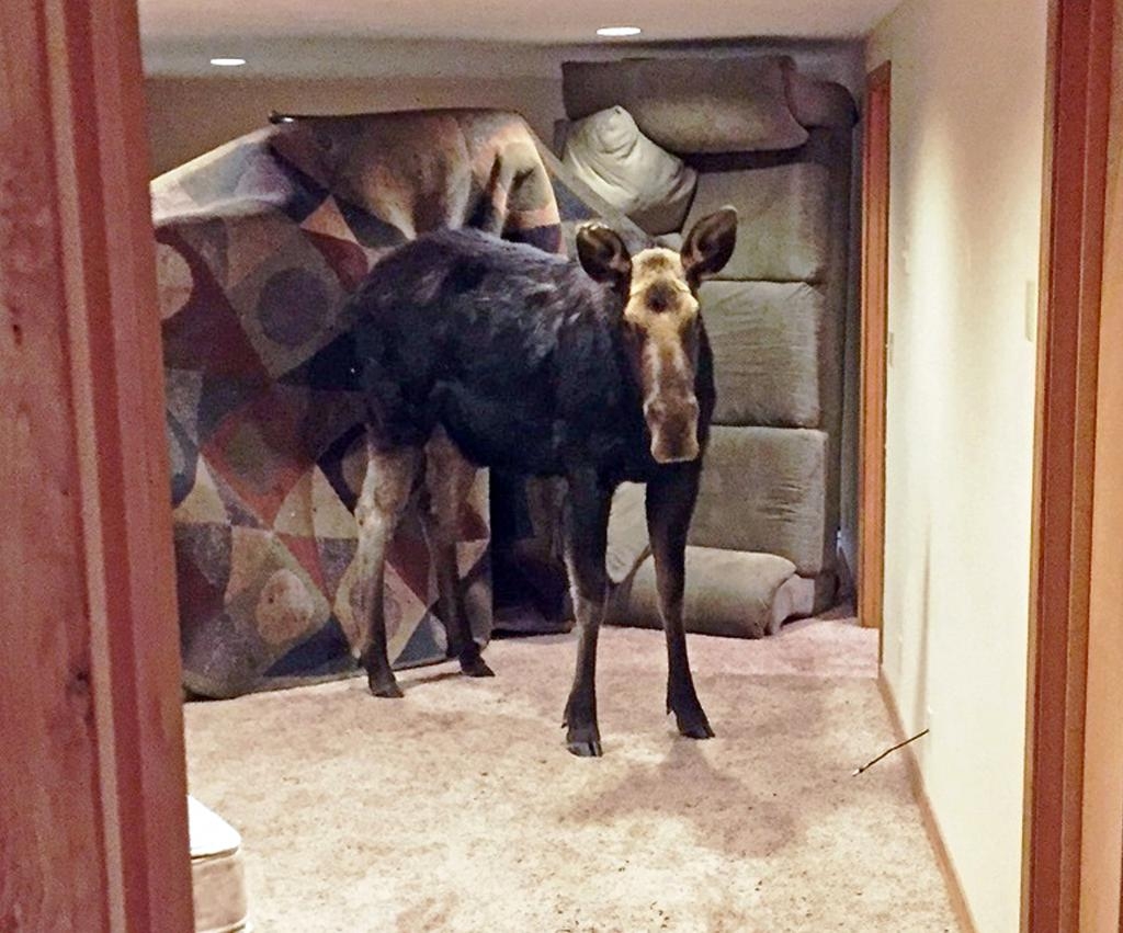 En älg kom på oväntat besök i Idaho. (Foto: Alex Head/AP/TT)