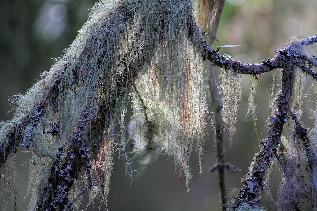 Julömossens naturreservat i Degerfors kommun. Våtmark och barrskog.  Foto: Kjell Store /Länsstyrelsen Örebro-TT