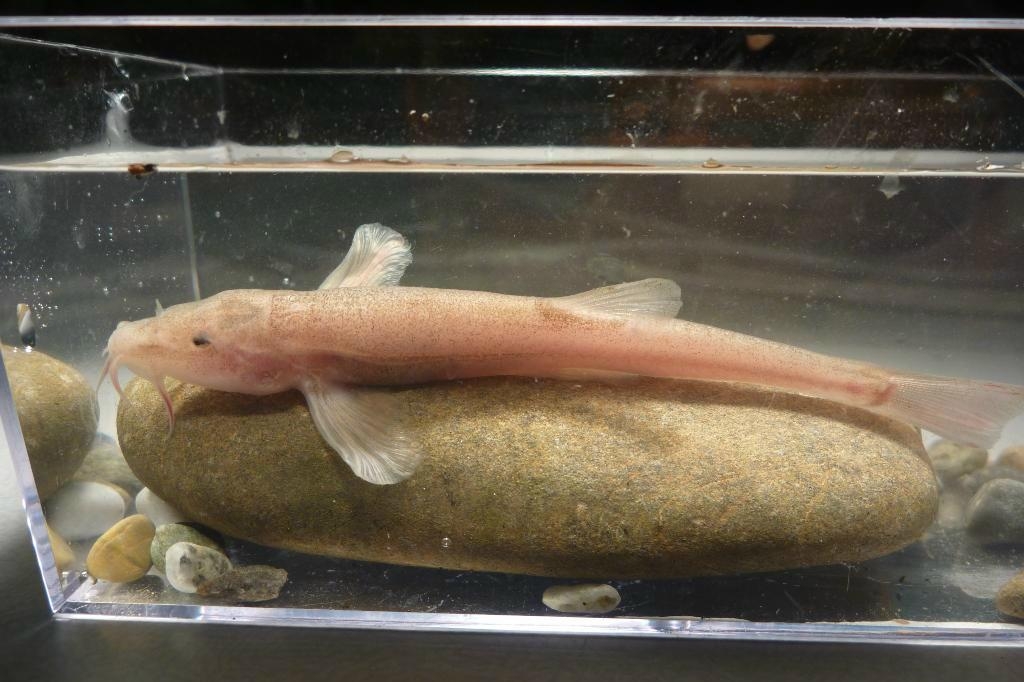 
En grottlevande karp har upptäckts av dykare och forskare i Tyskland. Fyndet rapporteras i vetenskapstidskriften Current Biology. Foto: Jasminica Behrmann-Godel                                            