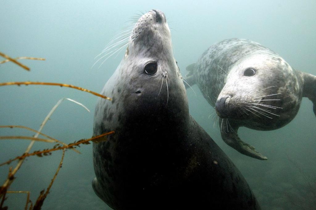 
Gråsälarna är skickliga simmare och kan hjälpa forskarna undersöka stora ytor. Arkivbild. Foto: Nigel Roddis/Reuters/TT                                            