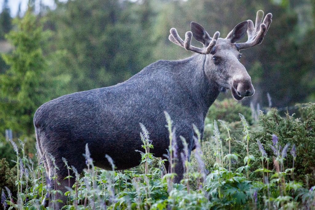 
Fler älgar springer runt i skogarna idag. Foto: Paul Kleiven/TT. Arkivbild                                            