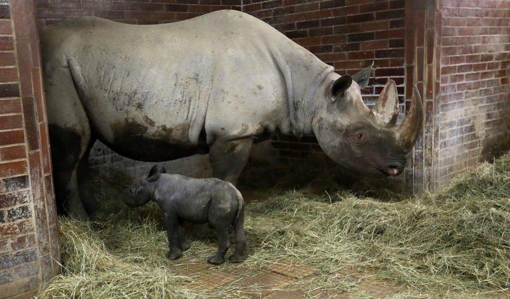 En spetsnoshörningsunge med sin mamma. Arkivbild. Foto: Petr David Josek/AP/TT