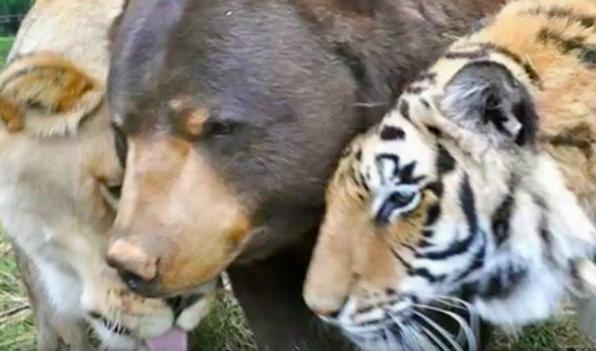 
Leo, Baloo och Shere Khan kramas. Foto: YouTube/RedTarus                                            