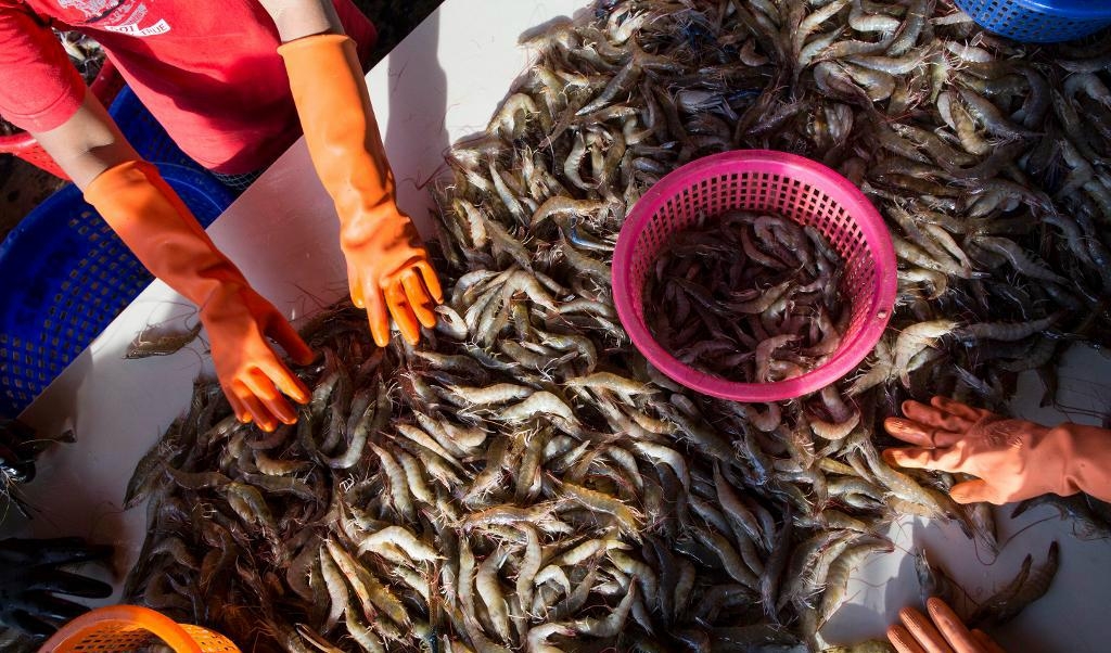 
Thai Union vill införa bättre villkor i fiskeindustrin. Foto: Gemunu Amarasinghe/AP/TT-arkivbild                                            