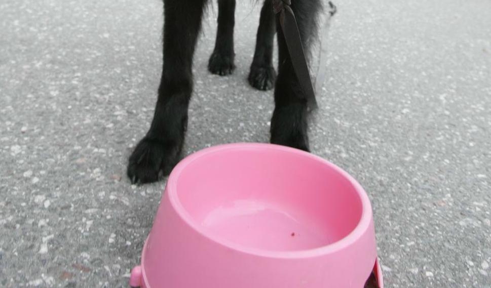 
En man lämnade sin hund fastbunden med en matskål när han åkte på en lång semester. Foto: Fredrik Sandberg/TT-arkivbild                                            