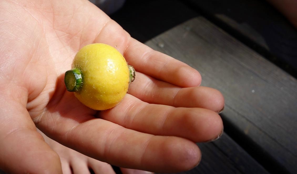 

Vi tog kort på den lilla pumpan så att åttaåringen kan titta på den och komma ihåg den. Foto: Eva Sagerfors                                                                                        