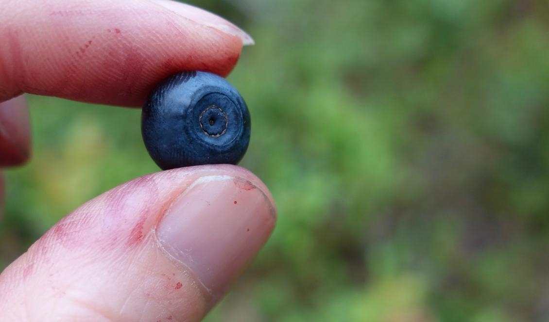 En näringsbomb i närheten av oss, för magen, synen, minnet eller bara som kosttillskott. Foto: Eva Sagerfors/Epoch Times