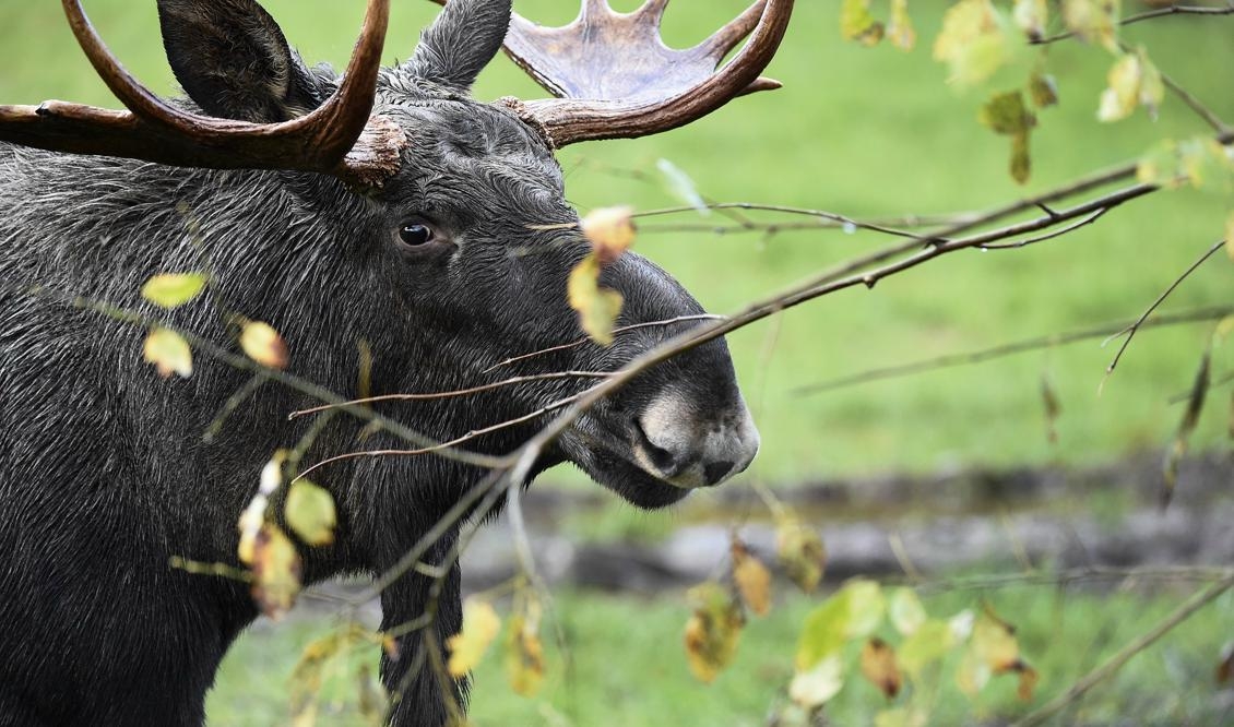 

En levande älgtjur – inte den som hittades död i en trädgård. Foto: Mikael Fritzon/TT-arkivbild                                                                                        